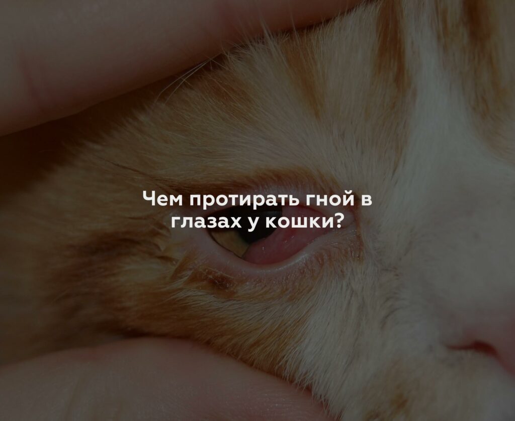 Чем протирать гной в глазах у кошки?