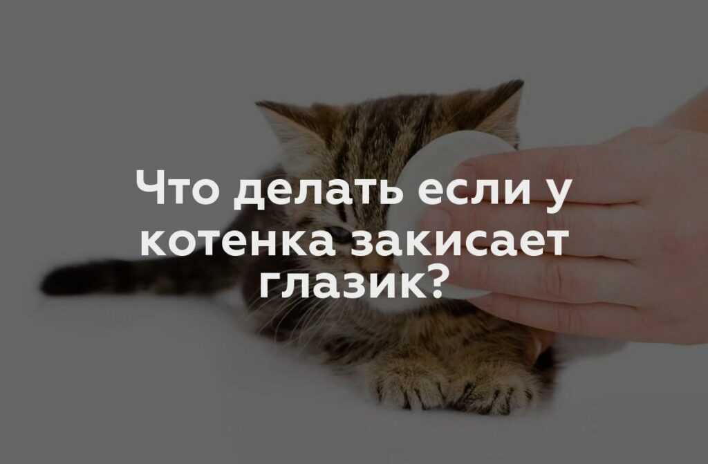 Что делать если у котенка закисает глазик?